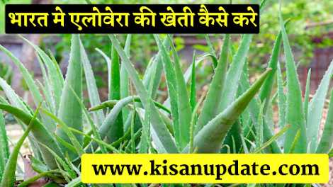 Aloevera Ki Kheti